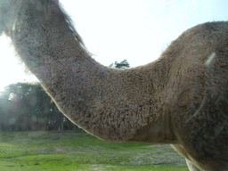 Camel at the Safaripark Beekse Bergen, viewed from the car during the Autosafari