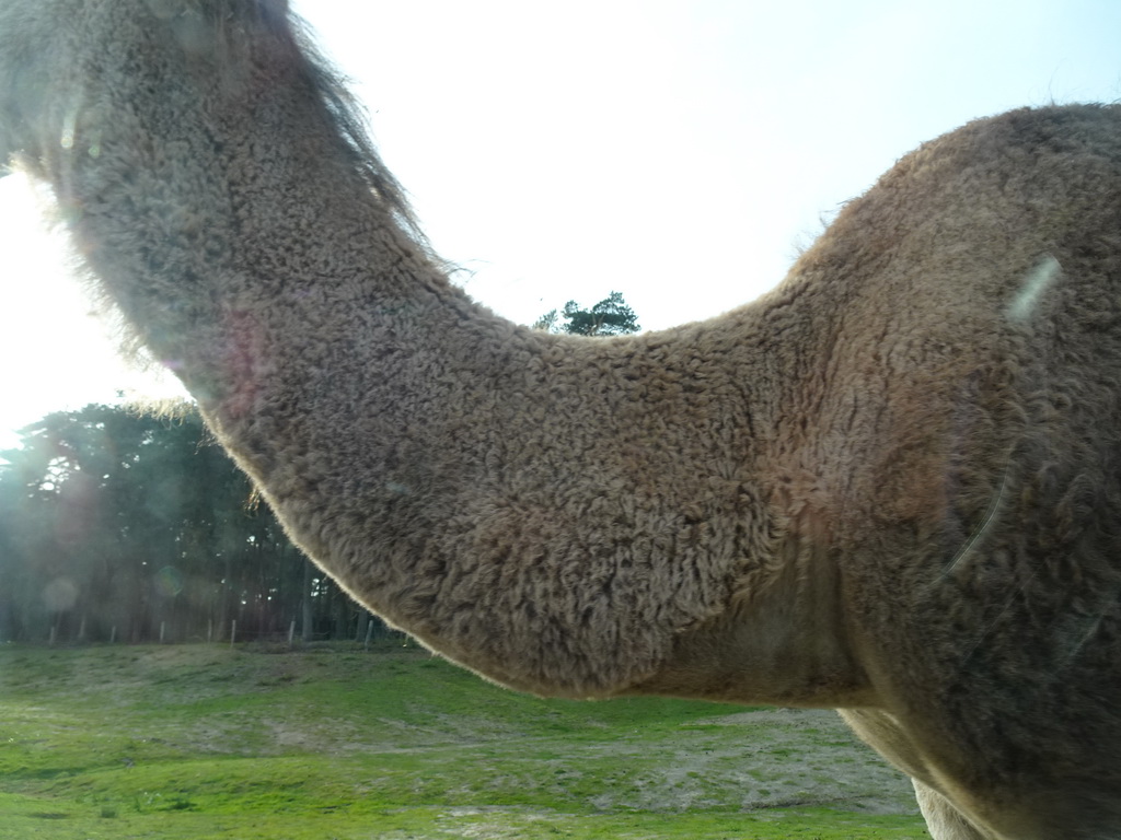 Camel at the Safaripark Beekse Bergen, viewed from the car during the Autosafari