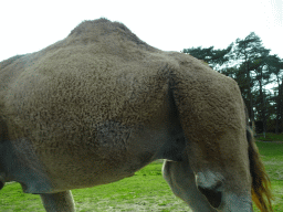 Camel at the Safaripark Beekse Bergen, viewed from the car during the Autosafari