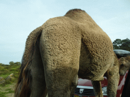 Camels and car doing the Autosafari at the Safaripark Beekse Bergen, viewed from the car