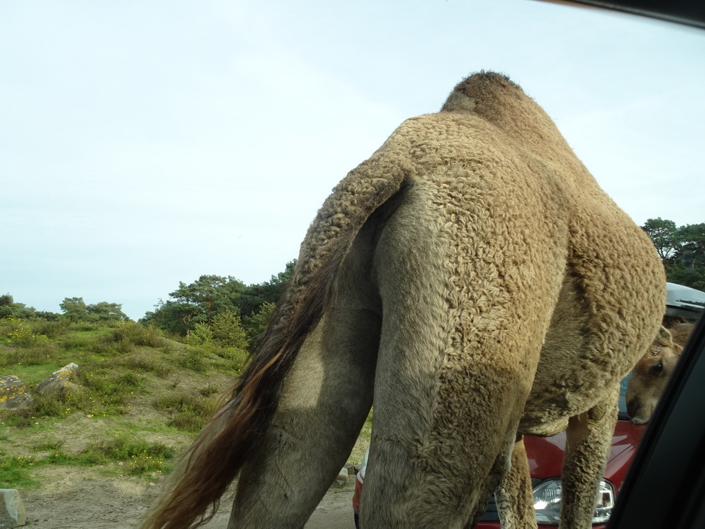 Camels and car doing the Autosafari at the Safaripark Beekse Bergen, viewed from the car