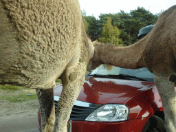 Camels and car doing the Autosafari at the Safaripark Beekse Bergen, viewed from the car