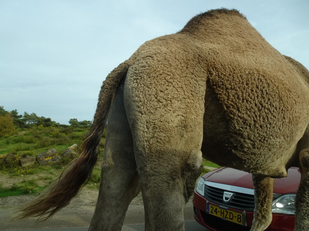 Camel and car doing the Autosafari at the Safaripark Beekse Bergen, viewed from the car
