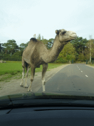 Camel at the Safaripark Beekse Bergen, viewed from the car during the Autosafari