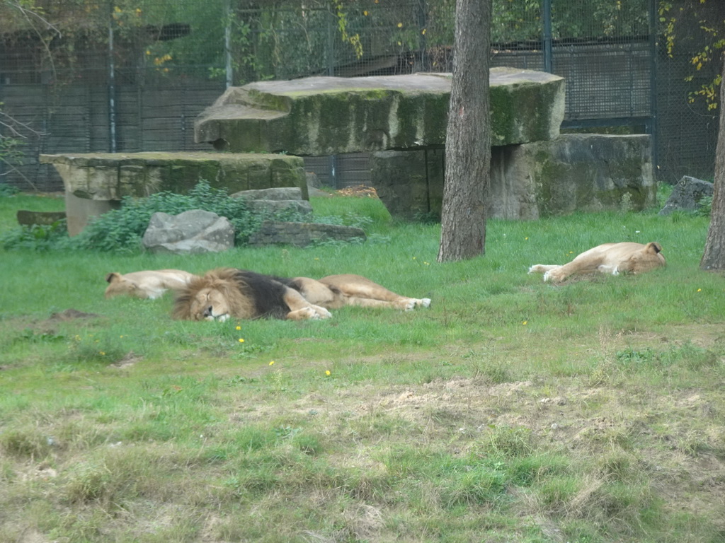 African Lions at the Safaripark Beekse Bergen, viewed from the car during the Autosafari