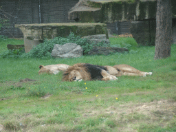 African Lions at the Safaripark Beekse Bergen, viewed from the car during the Autosafari
