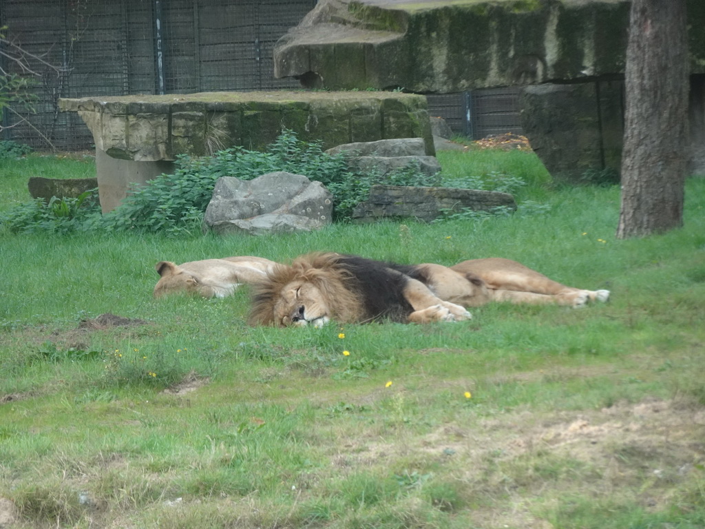 African Lions at the Safaripark Beekse Bergen, viewed from the car during the Autosafari