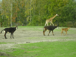 Rothschild`s Giraffe and Sable Antelopes at the Safaripark Beekse Bergen, viewed from the car during the Autosafari