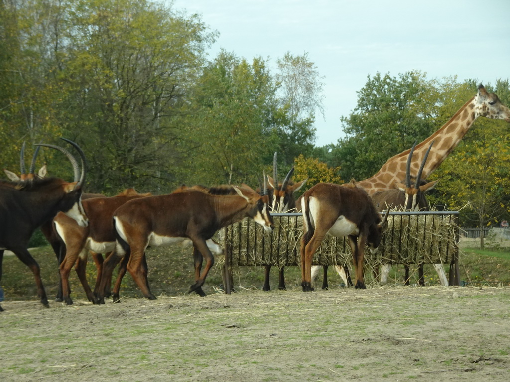 Rothschild`s Giraffe and Sable Antelopes at the Safaripark Beekse Bergen, viewed from the car during the Autosafari