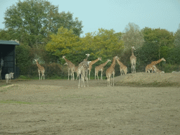 Rothschild`s Giraffes and Grévy`s Zebras at the Safaripark Beekse Bergen, viewed from the car during the Autosafari