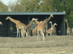 Rothschild`s Giraffes at the Safaripark Beekse Bergen, viewed from the car during the Autosafari