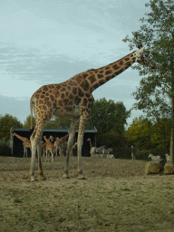 Rothschild`s Giraffes and Grévy`s Zebras at the Safaripark Beekse Bergen, viewed from the car during the Autosafari