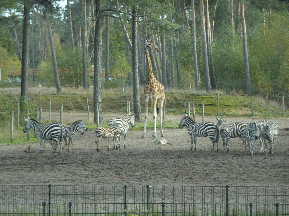 Rothschild`s Giraffe and Grévy`s Zebras at the Safari Resort at the Safaripark Beekse Bergen, viewed from the car during the Autosafari