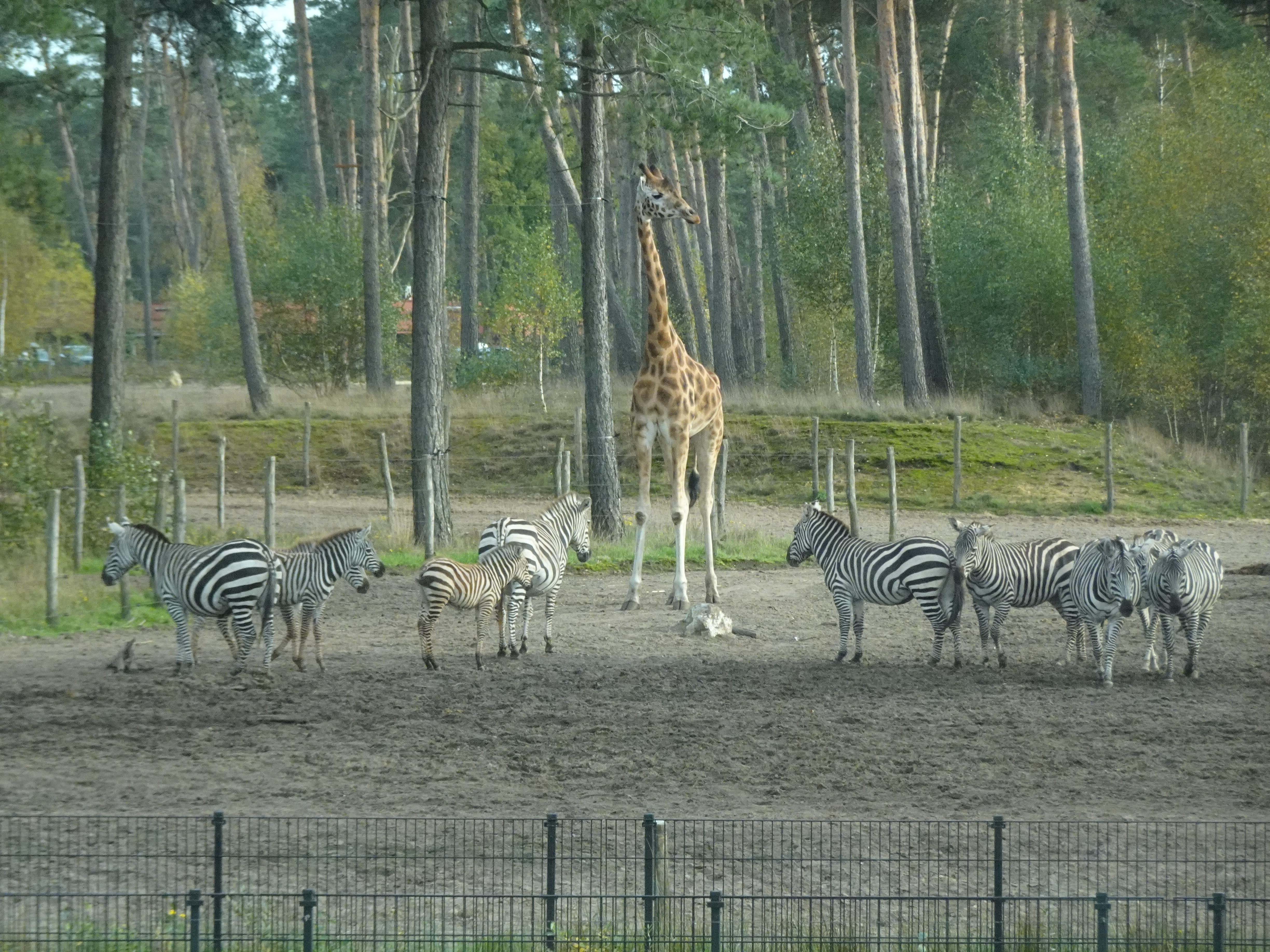 Rothschild`s Giraffe and Grévy`s Zebras at the Safari Resort at the Safaripark Beekse Bergen, viewed from the car during the Autosafari