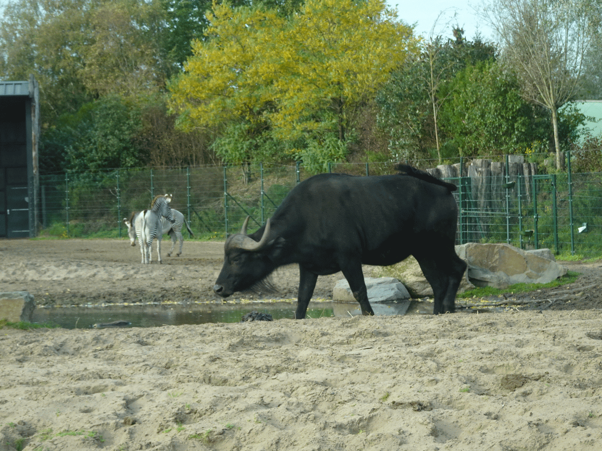 Grévy`s Zebras and African Buffalo at the Safaripark Beekse Bergen, viewed from the car during the Autosafari