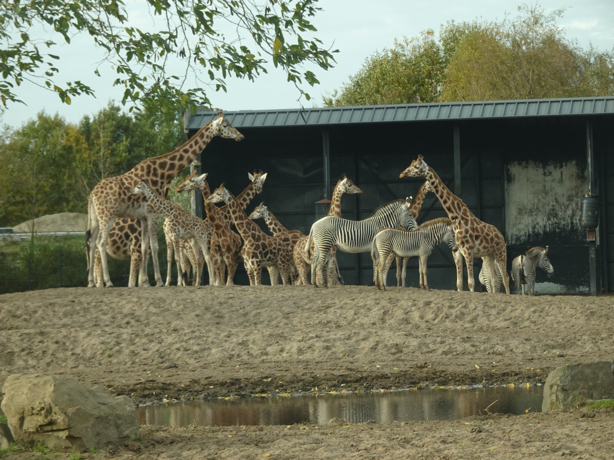 Rothschild`s Giraffes and Grévy`s Zebras at the Safaripark Beekse Bergen, viewed from the car during the Autosafari