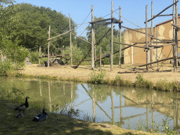 Chimpanzees and Geese at the Safaripark Beekse Bergen