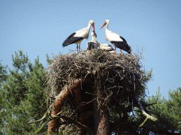 Storks with young Storks at the Safaripark Beekse Bergen