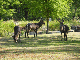 Waterbucks at the Safaripark Beekse Bergen