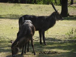 Waterbucks at the Safaripark Beekse Bergen