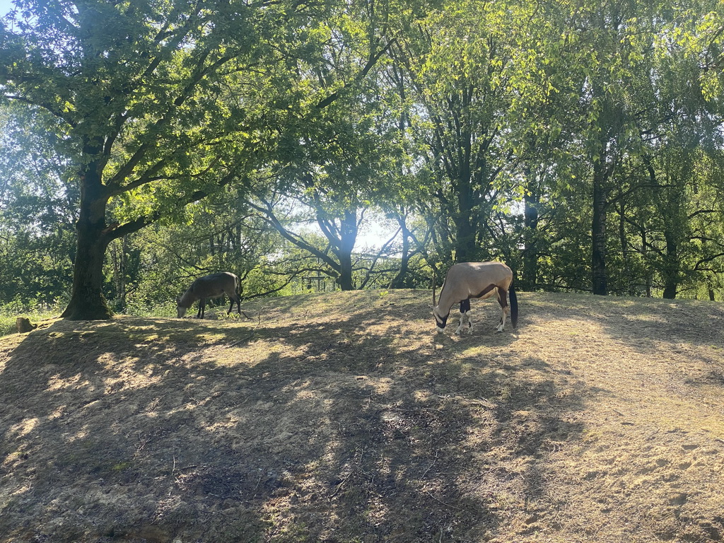 Waterbuck and South African Oryx at the Safaripark Beekse Bergen