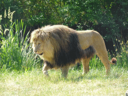 African Lion at the Safaripark Beekse Bergen