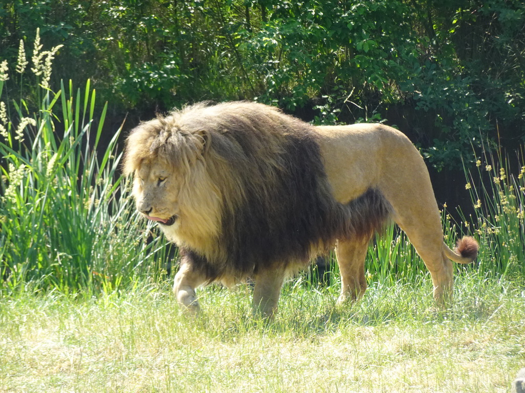 African Lion at the Safaripark Beekse Bergen