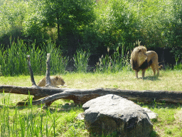 African Lions at the Safaripark Beekse Bergen