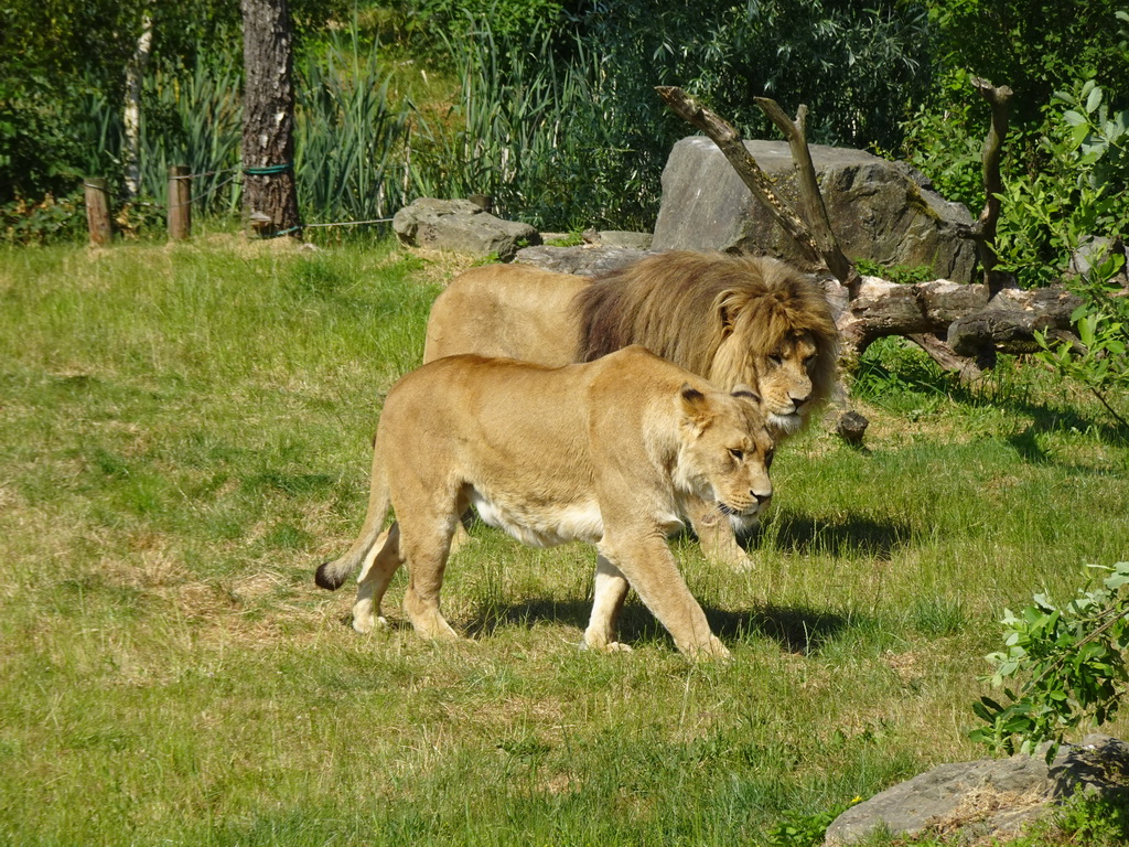 African Lions at the Safaripark Beekse Bergen