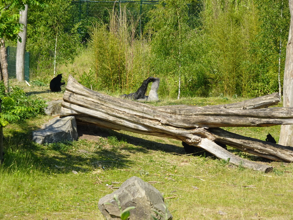 Black Crested Mangabeys and Western Lowland Gorilla at the Safaripark Beekse Bergen