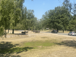 Wildebeests at the Safaripark Beekse Bergen, viewed from the bus during the Bus Safari