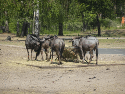 Wildebeests at the Safaripark Beekse Bergen, viewed from the bus during the Bus Safari