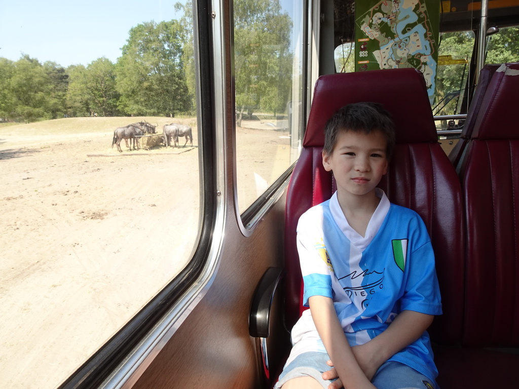 Max at the bus at the Safaripark Beekse Bergen, with a view on Wildebeests, during the Bus Safari