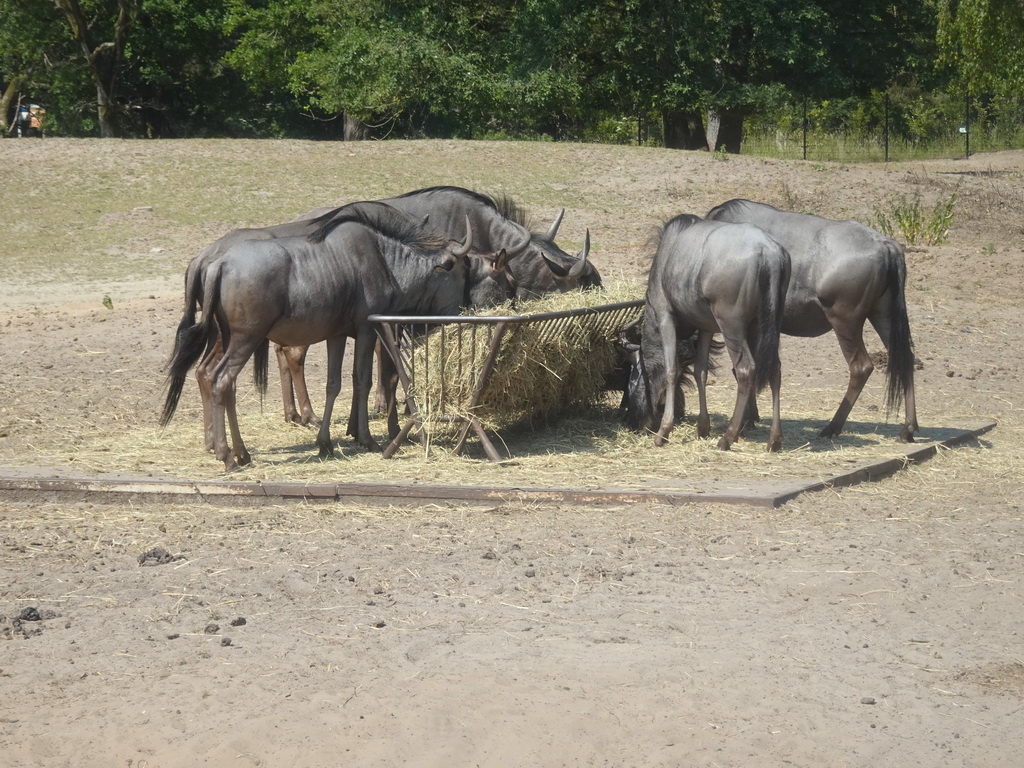 Wildebeests at the Safaripark Beekse Bergen, viewed from the bus during the Bus Safari