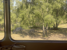 Grévy`s Zebras at the Safaripark Beekse Bergen, viewed from the bus during the Bus Safari