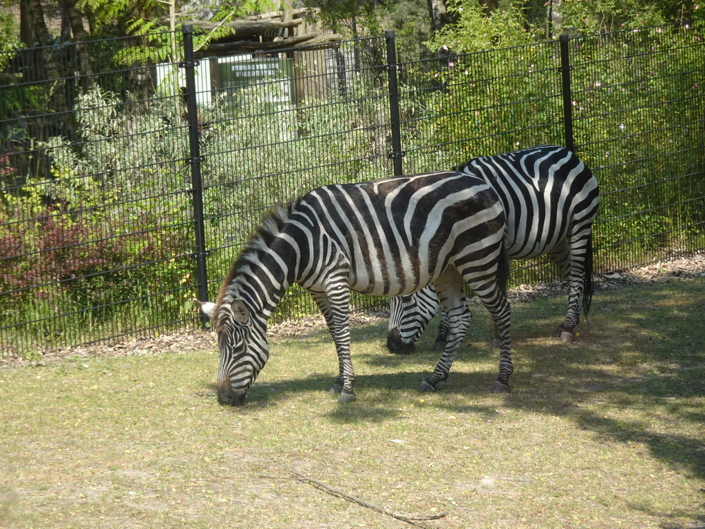 Grévy`s Zebras at the Safaripark Beekse Bergen, viewed from the bus during the Bus Safari