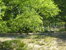 African Wild Dogs at the Safaripark Beekse Bergen, viewed from the bus during the Bus Safari