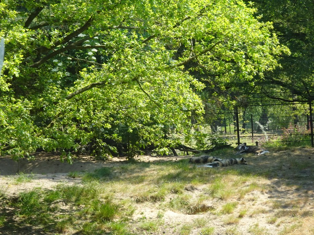 African Wild Dogs at the Safaripark Beekse Bergen, viewed from the bus during the Bus Safari