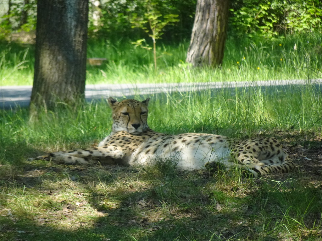 Cheetah at the Safaripark Beekse Bergen, viewed from the bus during the Bus Safari