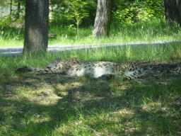 Cheetah at the Safaripark Beekse Bergen, viewed from the bus during the Bus Safari