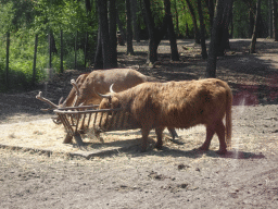 Red Deer and Highland Cattle at the Safaripark Beekse Bergen, viewed from the bus during the Bus Safari