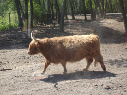 Highland Cattle at the Safaripark Beekse Bergen, viewed from the bus during the Bus Safari