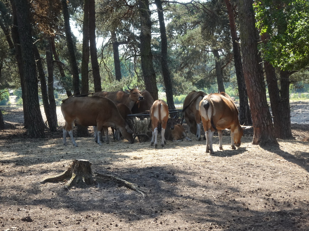 Bantengs at the Safaripark Beekse Bergen, viewed from the bus during the Bus Safari