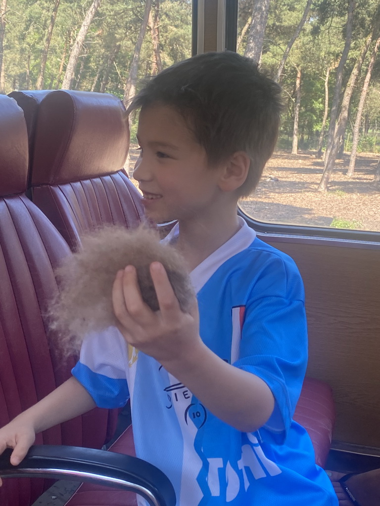 Max with Camel hair at the bus at the Safaripark Beekse Bergen, during the Bus Safari