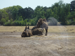 Camels at the Safaripark Beekse Bergen, viewed from the bus during the Bus Safari