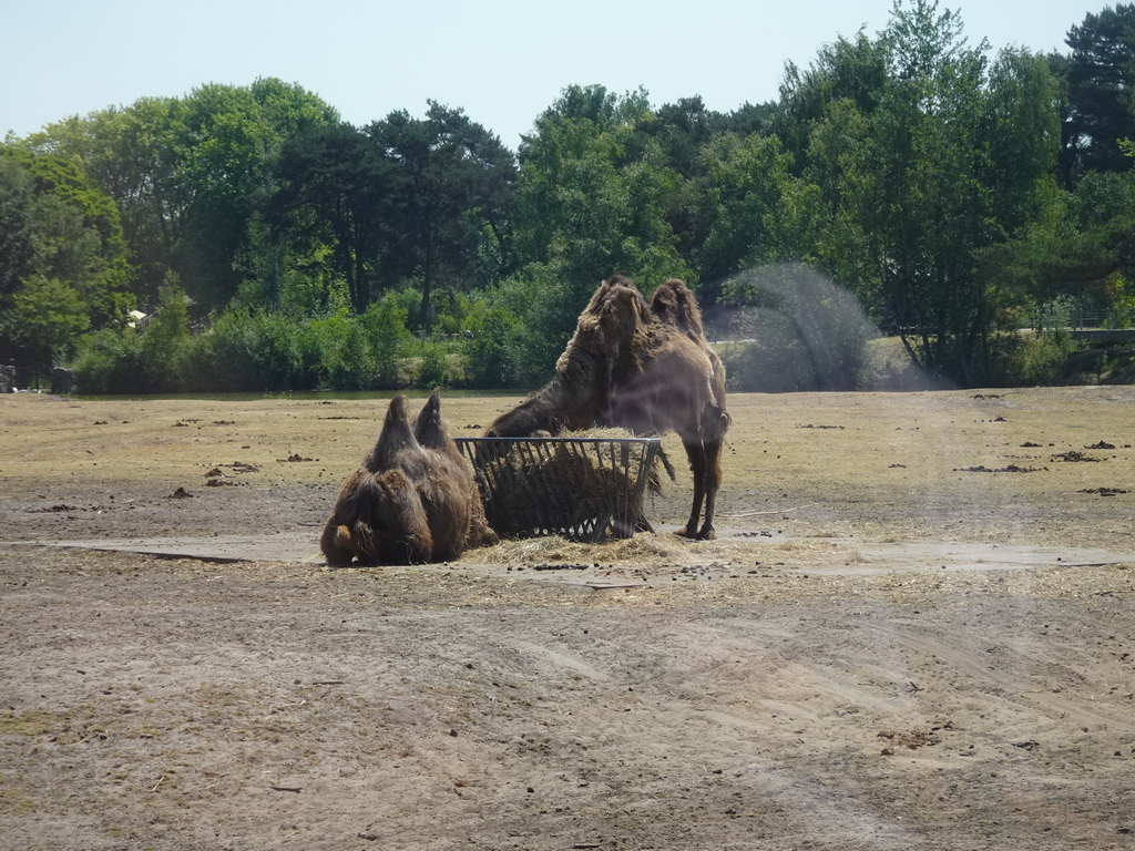 Camels at the Safaripark Beekse Bergen, viewed from the bus during the Bus Safari