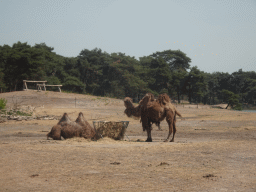 Camels at the Safaripark Beekse Bergen, viewed from the bus during the Bus Safari