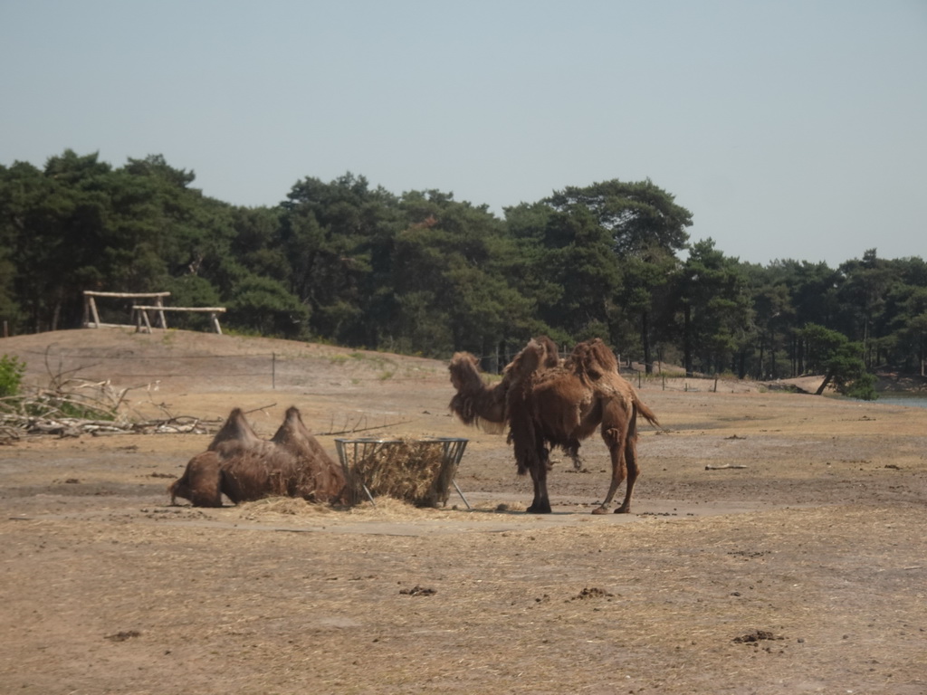 Camels at the Safaripark Beekse Bergen, viewed from the bus during the Bus Safari