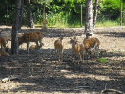 Sika Deer at the Safaripark Beekse Bergen, viewed from the bus during the Bus Safari