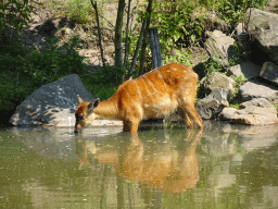 Nile Lechwe at the Safaripark Beekse Bergen, viewed from the Kongoplein square